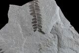 Fossil Fern (Neuropteris & Macroneuropteris) Plate - Kentucky #154732-1